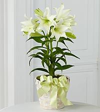 Easter Lily Plant