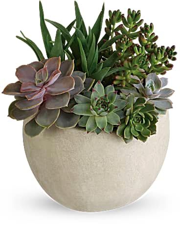 Succulent Garden