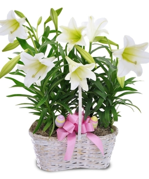 Easter Lily Plant