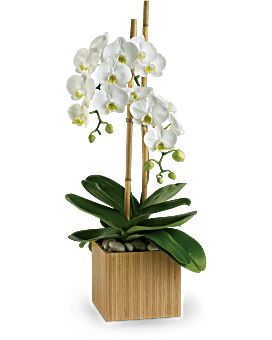 Phalenopsis Orchid Plant