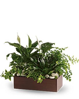 Stylish Dish Garden