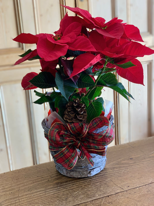 Holiday Poinsettias