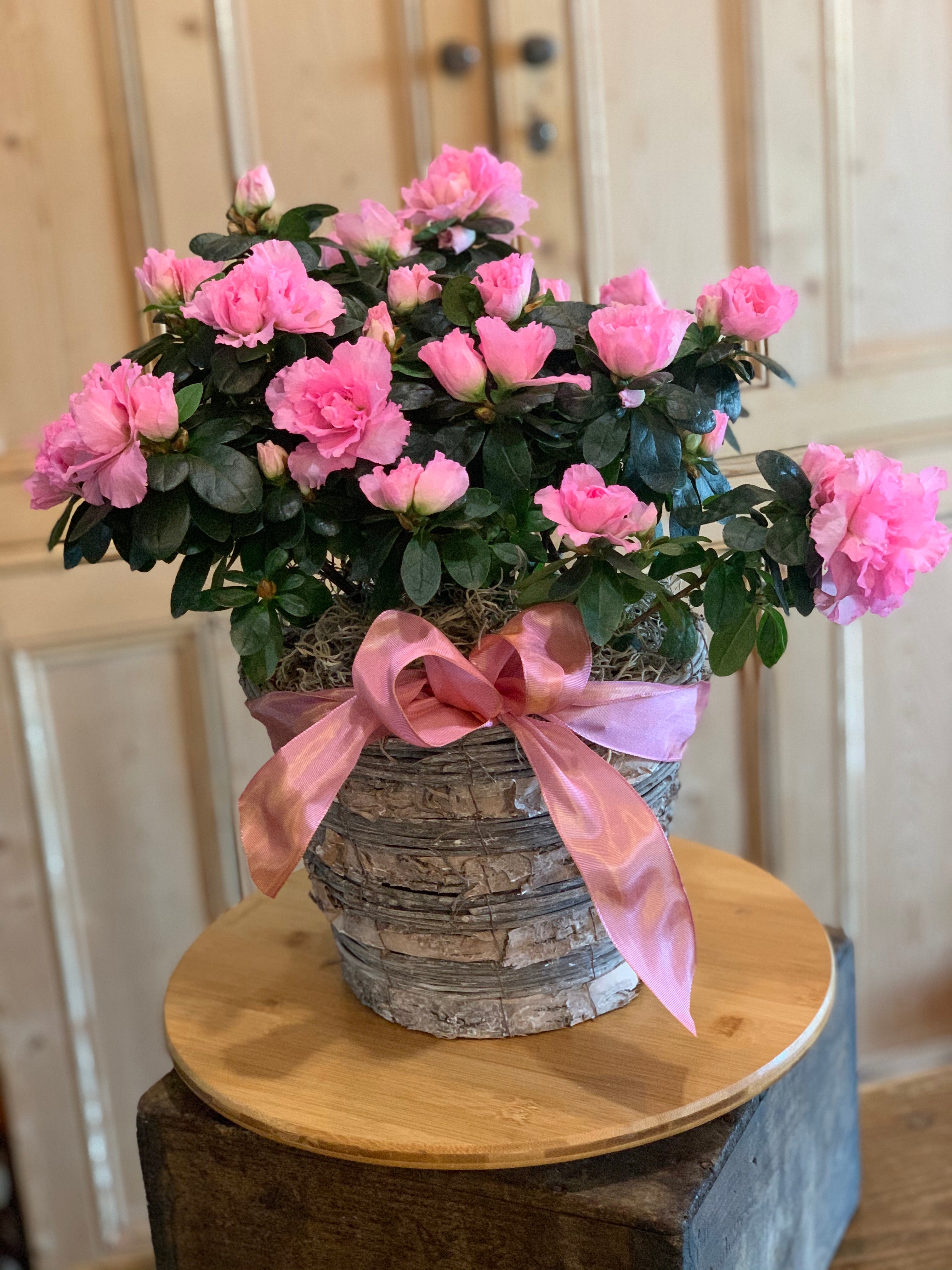 potted azalea plant Blooming Azalea – RILEY'S FLOWERS