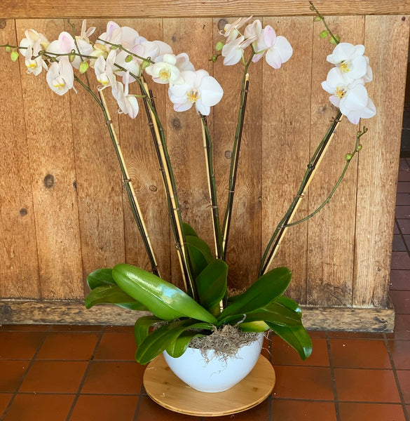 The Whitney (Orchid Planter)