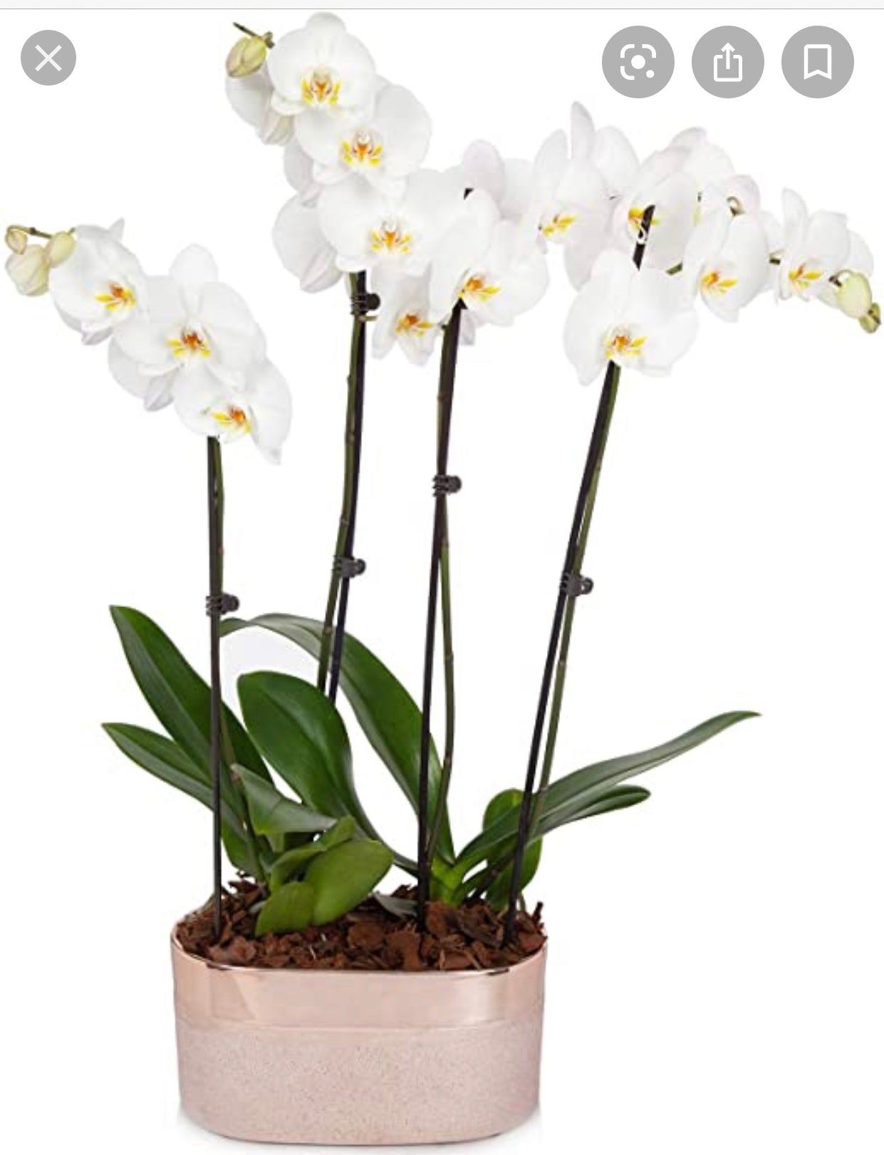 Phalenopsis Orchid Plant