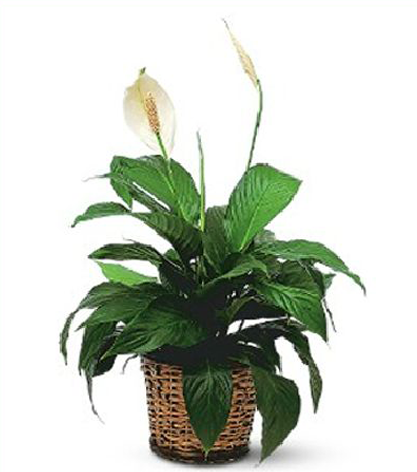 Peace Lily Plant