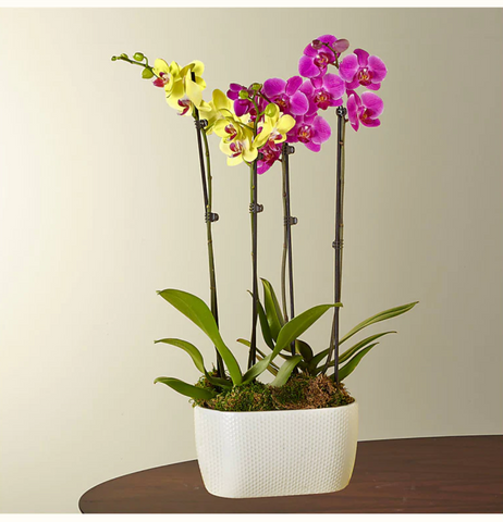Colorful Orchid Container
