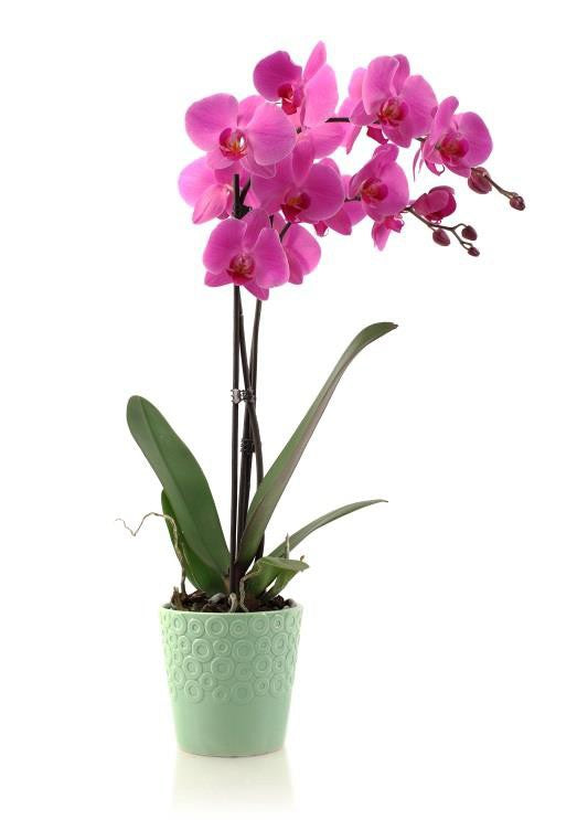 Phalenopsis Orchid Plant